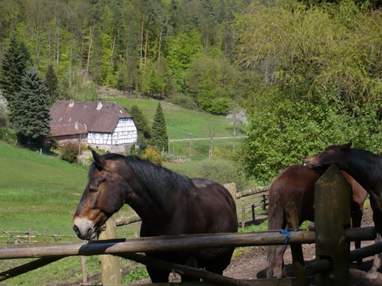 Teilansicht vom Vielbrunner Weiler Brunnthal mit Hofreite (Foto: N. Allmann)